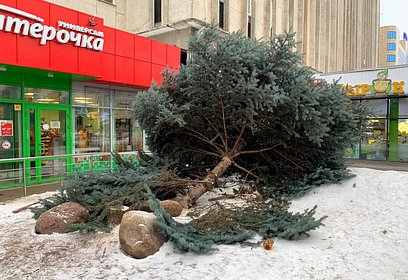 По факту вырубки голубой ели в центре Одинцово возбуждено уголовное дело