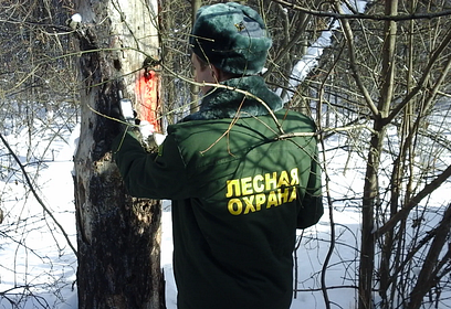 Лесной участок площадью более 21 га очистят от валежника рядом с д. Маслово в Одинцовском округе