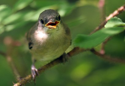 Одинцовский округ стал лидером по количеству участников акции «Покорми птиц»