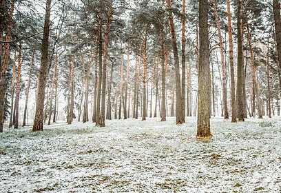 Одинцовские жители могут принять участие во Всероссийском фотоконкурсе «Деревья — памятники живой природы»