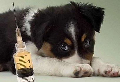 Кубинская ветеринарная лечебница в апреле проведет выездную вакцинацию домашних животных от бешенства