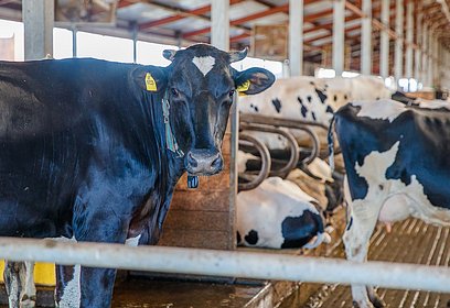 Одинцовских сельхозпроизводителей приглашают к участию в конкурсе молокозаводчиков