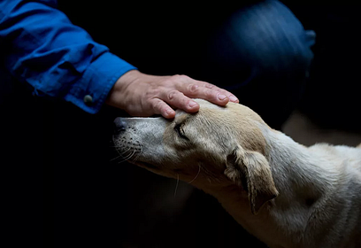 МБУ «Одинцовское городское хозяйство» приглашает на работу ловцов бездомных животных