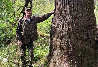 Лесничие обнаружили 300-летний дуб в Одинцовском городском округе