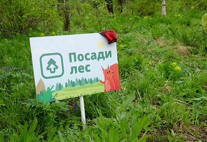 Жителей Одинцовского округа приглашают принять участие в акции «Посади лес»