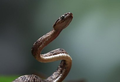 Жители Одинцовского округа стали чаще встречать змей