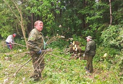 В летний период в Одинцовском округе идет уборка неликвидной древесины