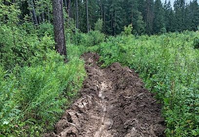 Сотрудники Звенигородского лесничества создали более 40 километров новых минерализованных полос