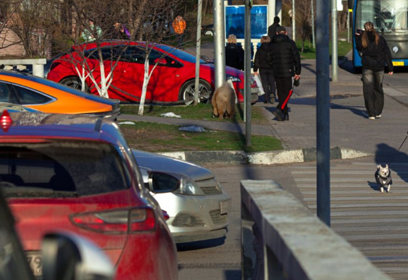 Одинцовским автовладельцам напомнили об ответственности за нарушение правил парковки