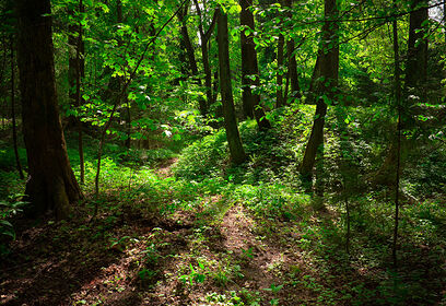 Краеведческий поход «ТАЙНЫ ЛЕСА 3.0» пройдет в Лазутинском парке 3 ноября