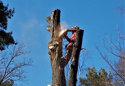 Звенигородское лесничество стало лидером Подмосковья по уборке аварийных деревьев