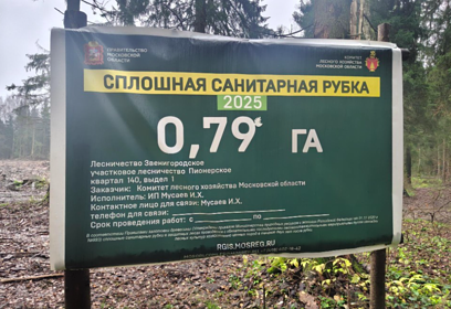 Саженцы сосны высадили в Пионерском лесничестве Звенигородского филиала ГАУ МО «Мособллес»