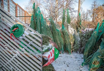 Елочные базары начнут работу в Одинцовском округе со следующей недели