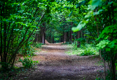 В 2026 году в Одинцовском округе расчистку лесов проведут в 34 локациях