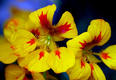 Экскурсии по выставке «Бабочки Подмосковья: красота, скрытая от глаз» пройдут КЦ им. Любови Орловой в конце января