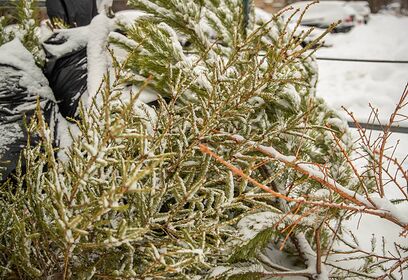 Жители Одинцовского округа смогут сдать елки на переработку