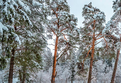 В Звенигородском лесничестве в 2026 году оздоровят более 780 гектаров леса