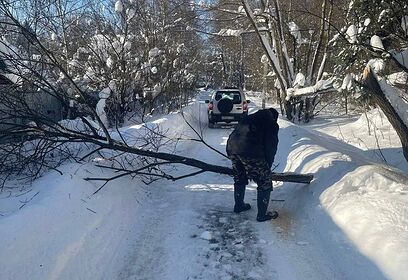 В селе Дубки Одинцовского округа после обращения жителей удалили аварийно-опасное дерево