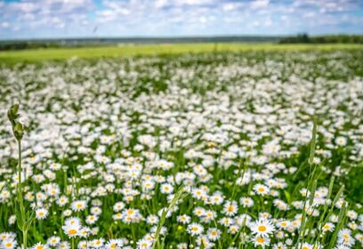 Продолжается прием заявок на участие в конкурсе «Дети. Экология. Будущее»