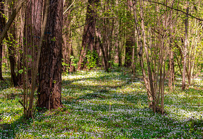 За период с 13 по 19 апреля в Систему-112 Одинцовского округа поступило свыше 8900 обращений