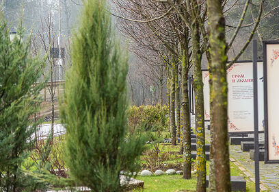 Восстановление лесов: как за 10 лет изменилась Олимпийская аллея в Одинцовском парке культуры, спорта и отдыха