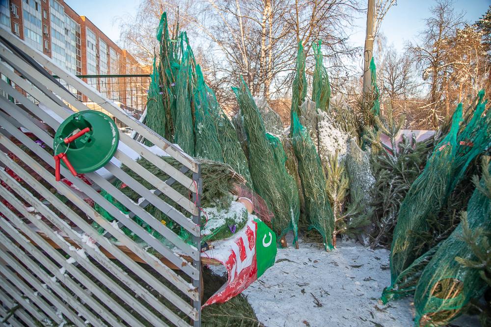 Елочные базары начнут работу в Одинцовском округе со следующей недели