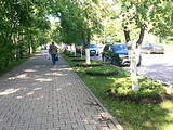 Более 490 тысяч цветов будет высажено на клумбах в Одинцово