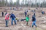 Акция «Лес Победы» у деревни Дунино