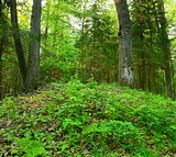 Фото: Курганы