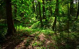 Фото: Курганы