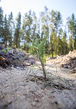 Фото: «Аллея Победы» появилась в Одинцово