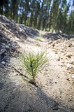 Фото: «Аллея Победы» появилась в Одинцово