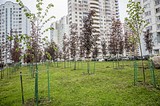 Фото: Храм в Новой Трёхгорке по просьбе жителей не будет построен на месте парковки