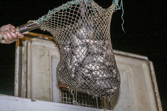 В преддверии Дня города в «баранку» выпустили 700 килограммов рыбы