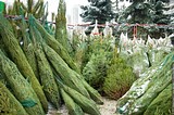 Две пункта приема новогодних елок откроются 1 января в Одинцово