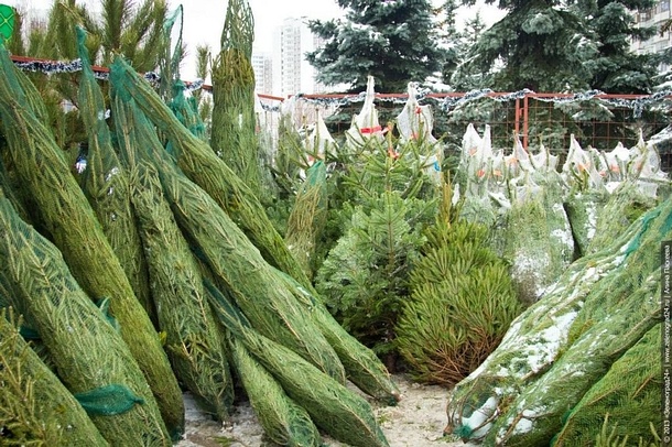 Две пункта приема новогодних елок откроются 1 января в Одинцово