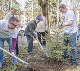 Аллею ветеранов Великой Отечественной войны высадили в поселке Новый Городок участники акции «Лес Победы»