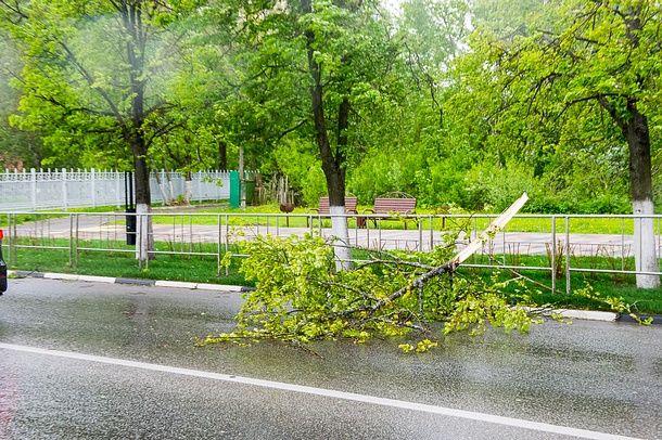 Последствия урагана в Одинцовском районе должны устранить до конца вторника