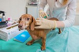 С начала года на территории Одинцовского района зарегистрировано 7 случаев бешенства