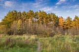 С мая этого года одинцовские лесники вывели из леса 60 заблудившихся