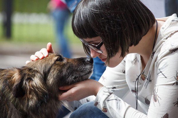 В Одинцовском районе 7 октября состоится первый региональный фестиваль помощи бездомным животным, Октябрь