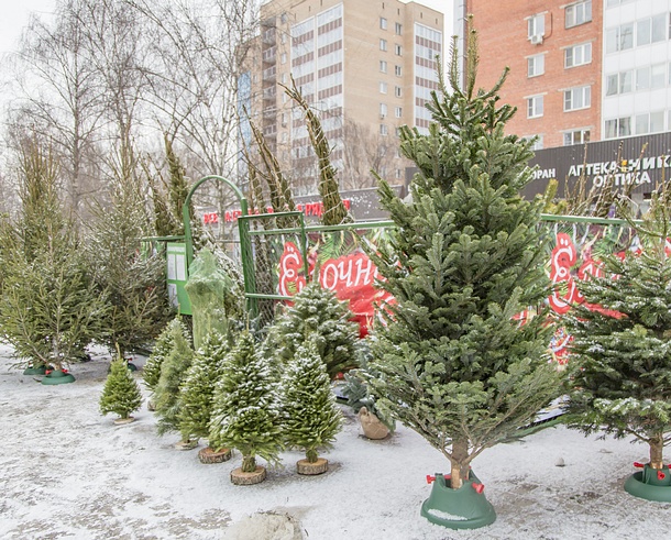 В Одинцовском районе работают 15 елочных базаров, Декабрь