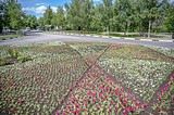 Более 490 тысяч цветов будет высажено на клумбах в Одинцово
