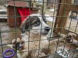 Андрей Иванов: Борьбу с безнадзорными животными нужно проводить решительно, но гуманно