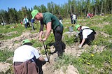 Более 17 тысяч жителей Одинцовского района приняли участие в акции «Лес Победы»