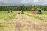 Одинцовский район вошел в число лучших в Подмосковье по борьбе с борщевиком