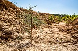 На 22 точках в поселениях Одинцовского района будет организована выдача инвентаря на акции «Наш лес. Посади свое дерево»