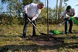 Более 25 тысяч жителей Одинцовского района приняли участие в областной акции «Наш лес. Посади свое дерево»