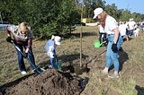 Более 25 тысяч жителей Одинцовского района приняли участие в областной акции «Наш лес. Посади свое дерево»