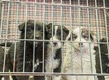 Фестиваль помощи бездомных животных пройдет 7 октября в Одинцово